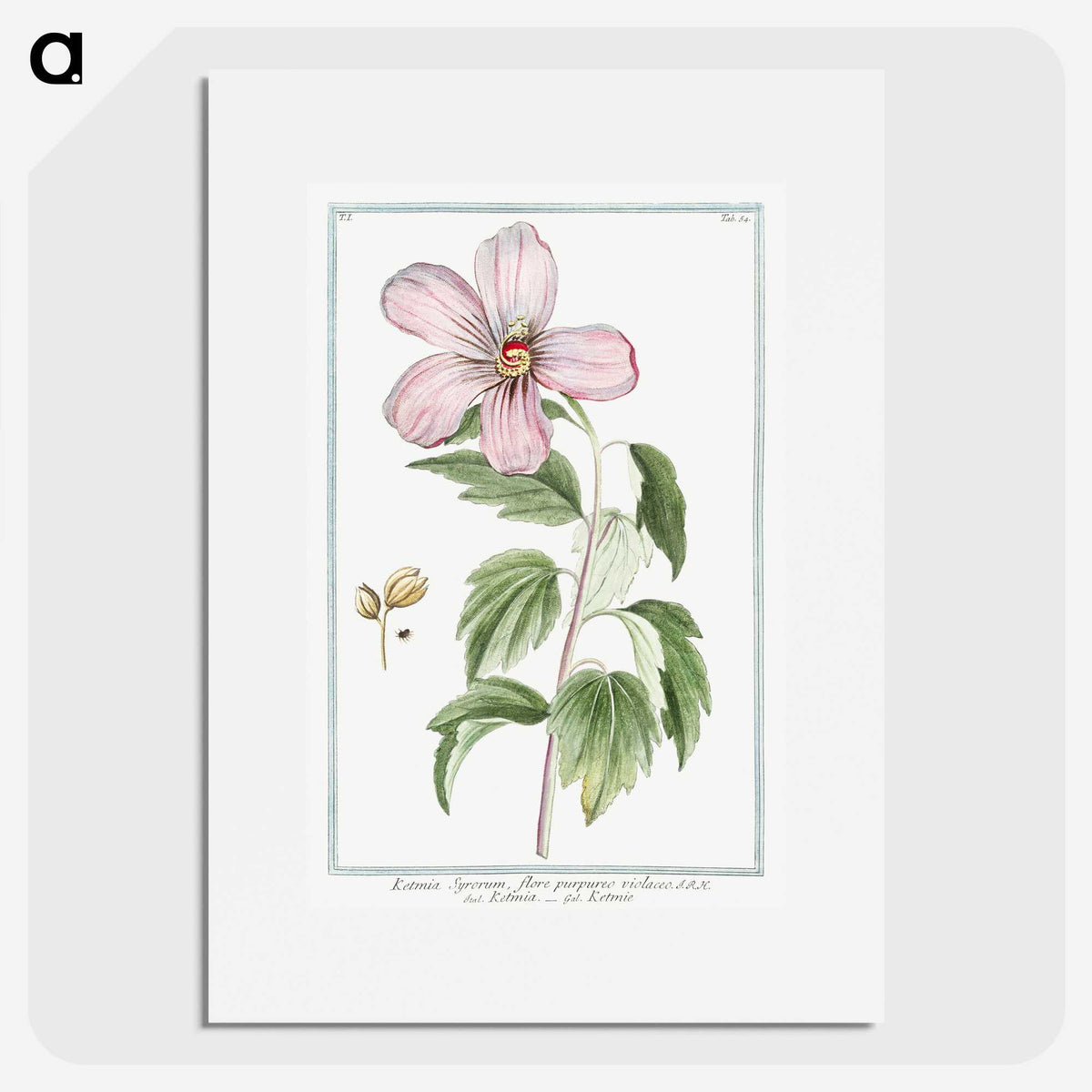 1-8_Hortus-Romanus-Botanical-Plates_picture
