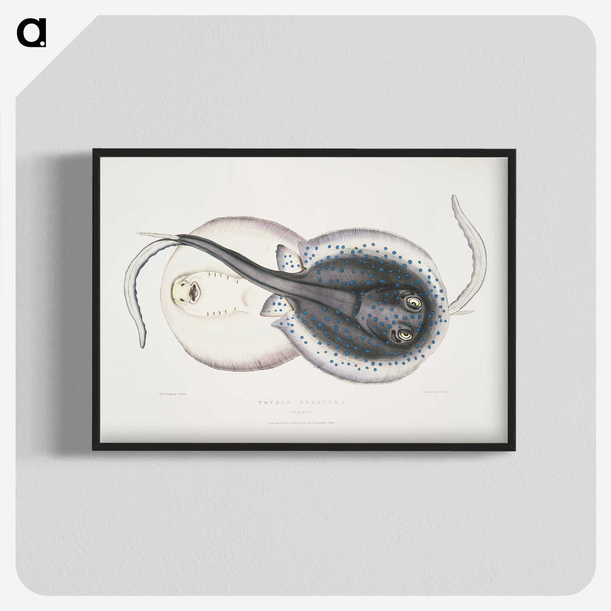 1-8_Indian-Zoology_blk-crop