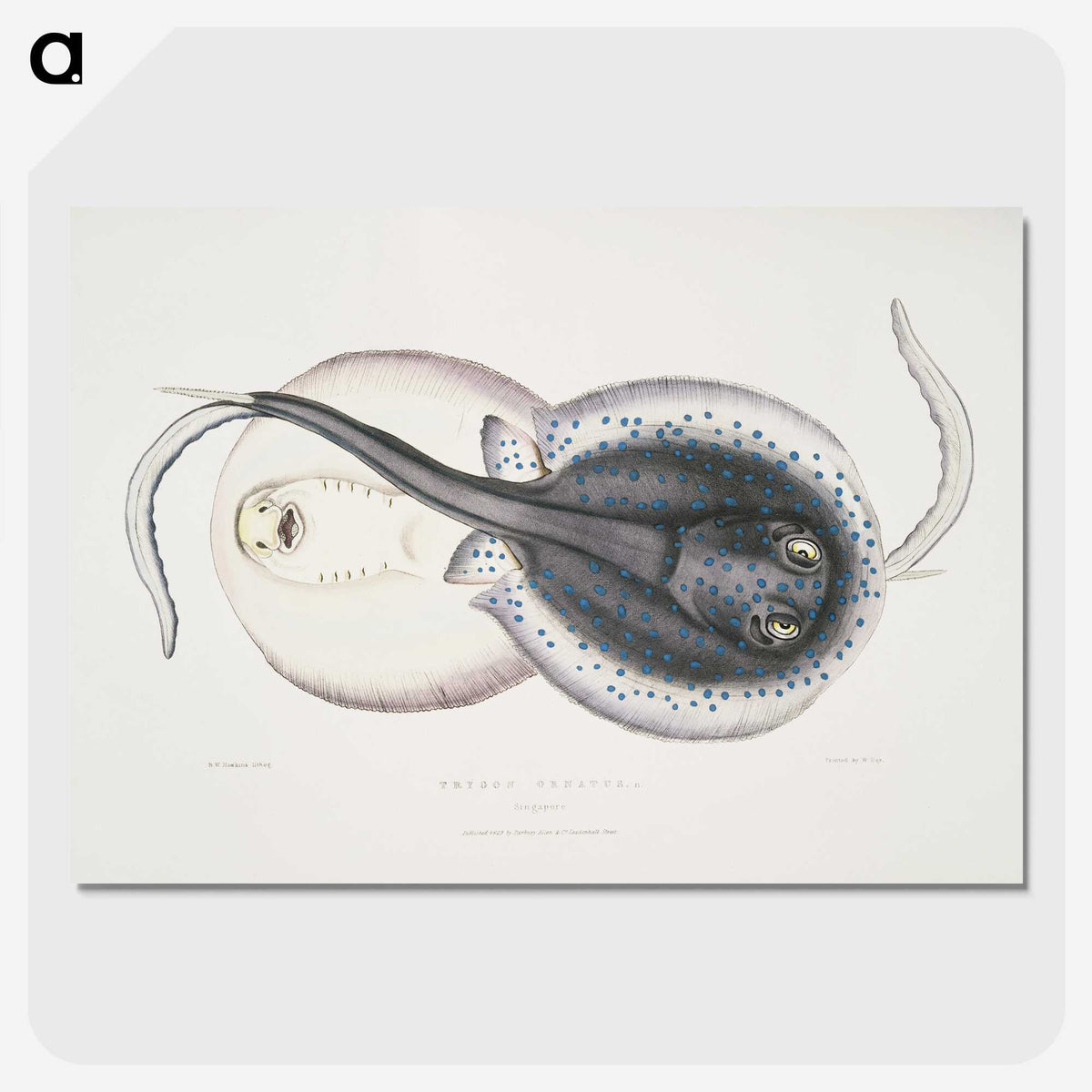 1-8_Indian-Zoology_picture-crop
