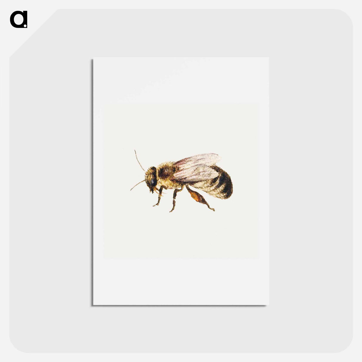 アートポストカード-Bee from Sheet of Studies of Nine Insects
- ヤン ファン ケッセル Postcard.