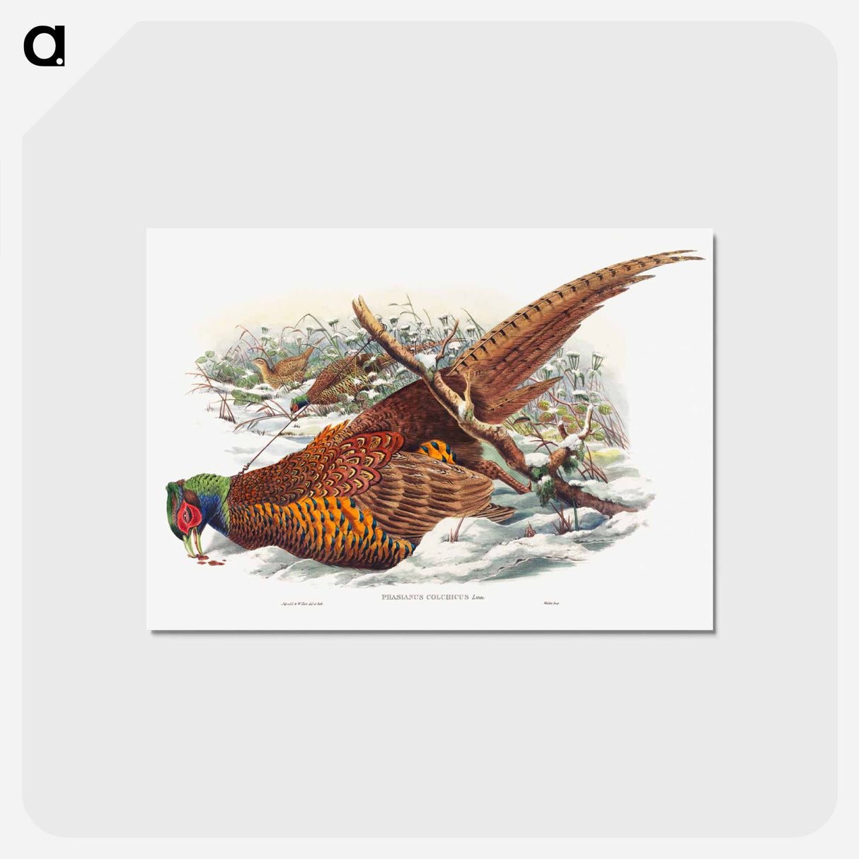 アートポストカード-Ring-necked Pheasant
- ジョン グールド Postcard.