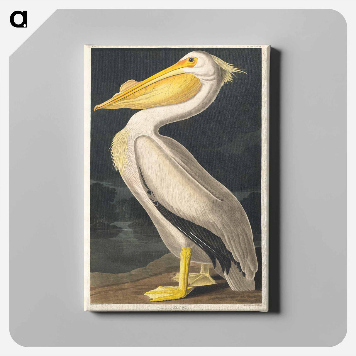 アートパネル-American White Pelican
- ジョン ジェームス オーデュボン Canvas.