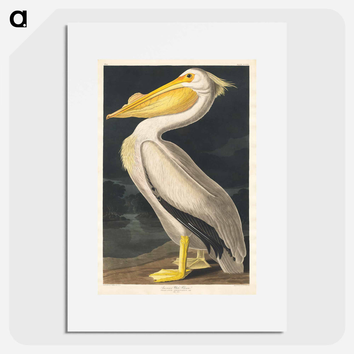 アートポスター-American White Pelican
- ジョン ジェームス オーデュボン Poster.