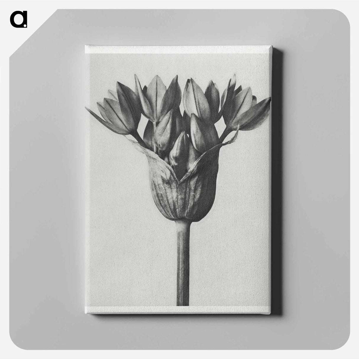 Allium Ostroroskianum - Karl Blossfeldt Canvas.