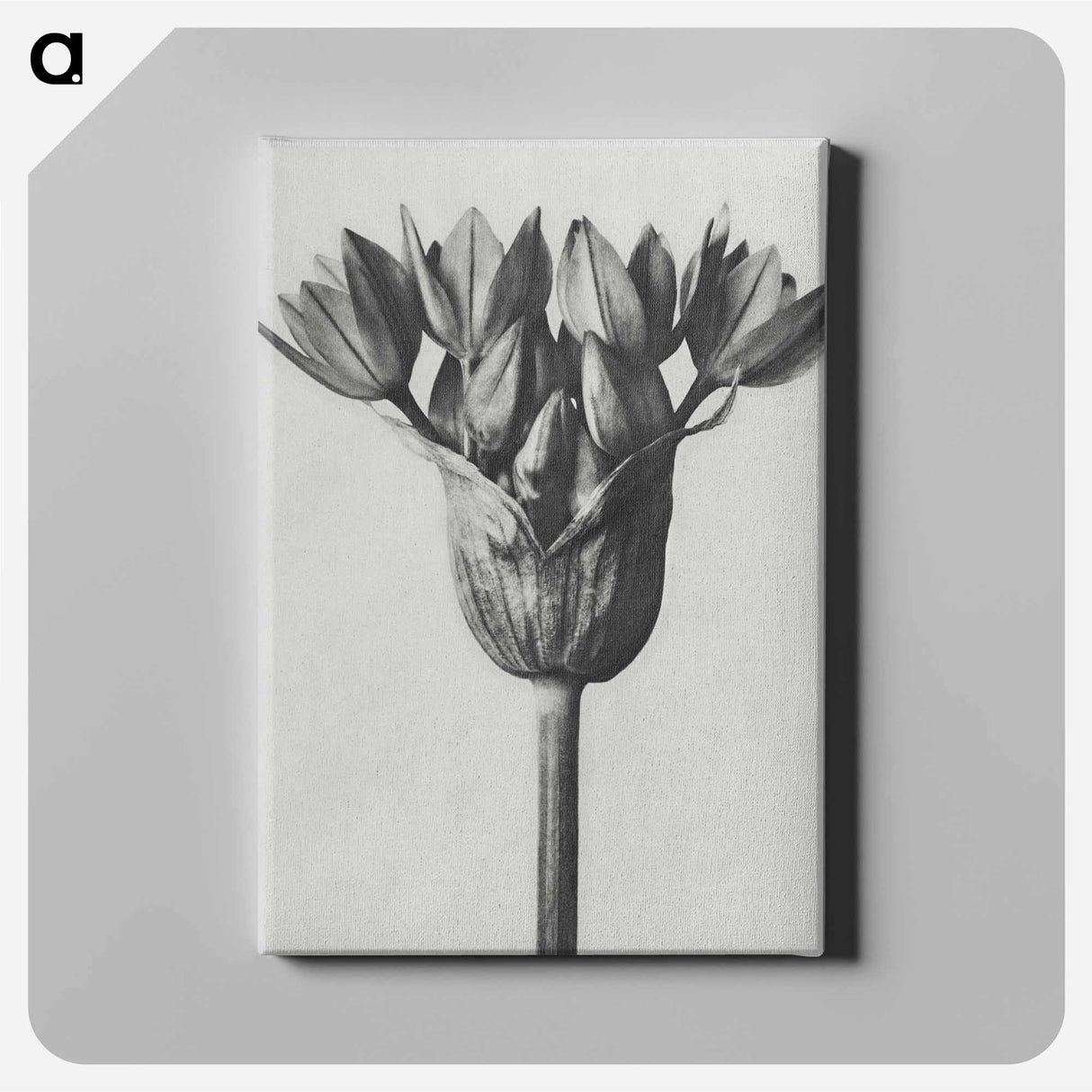 アートパネル-Allium Ostroroskianum - カール ブロスフェルト Canvas.