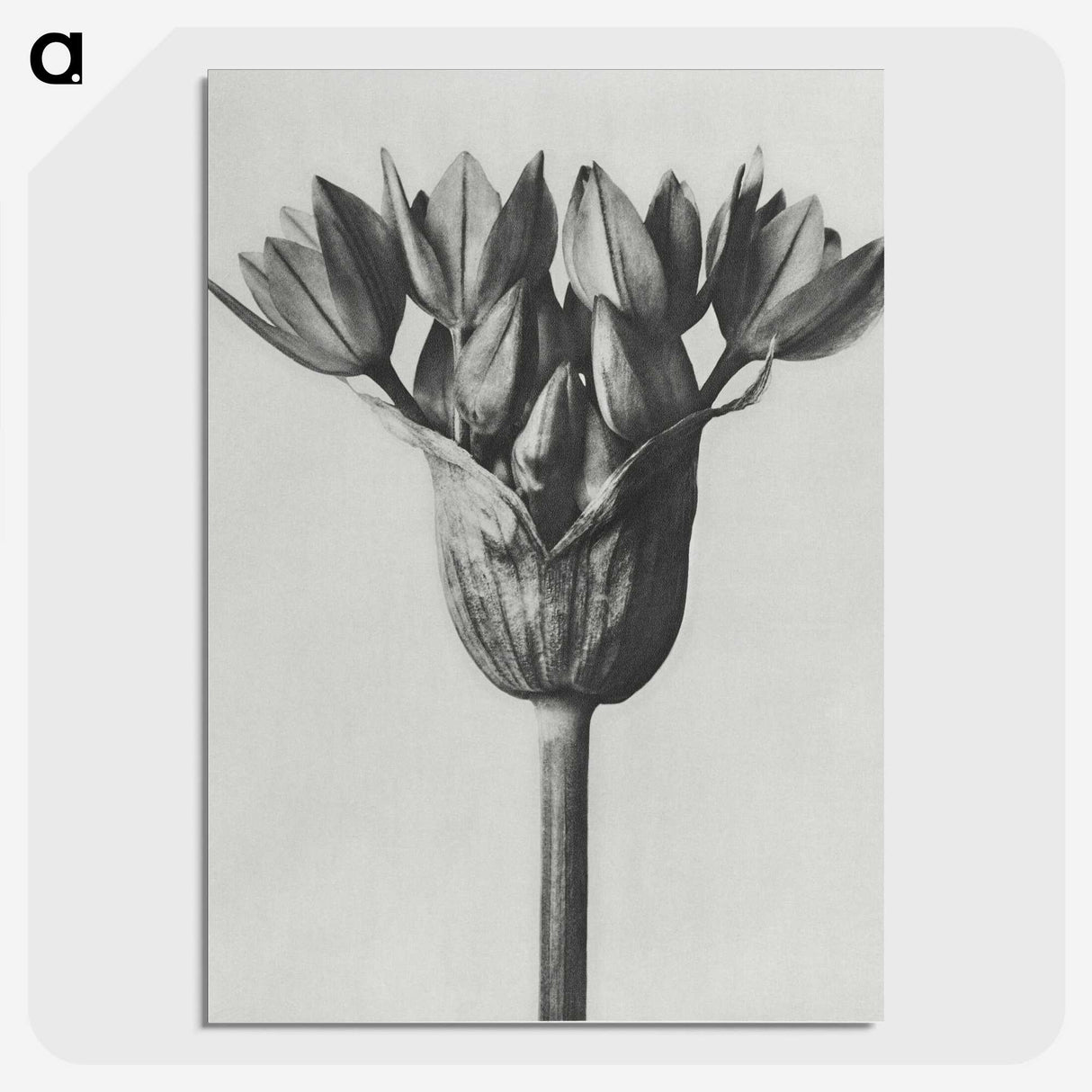 1-8_Karl-Blossfeldt_picture-crop