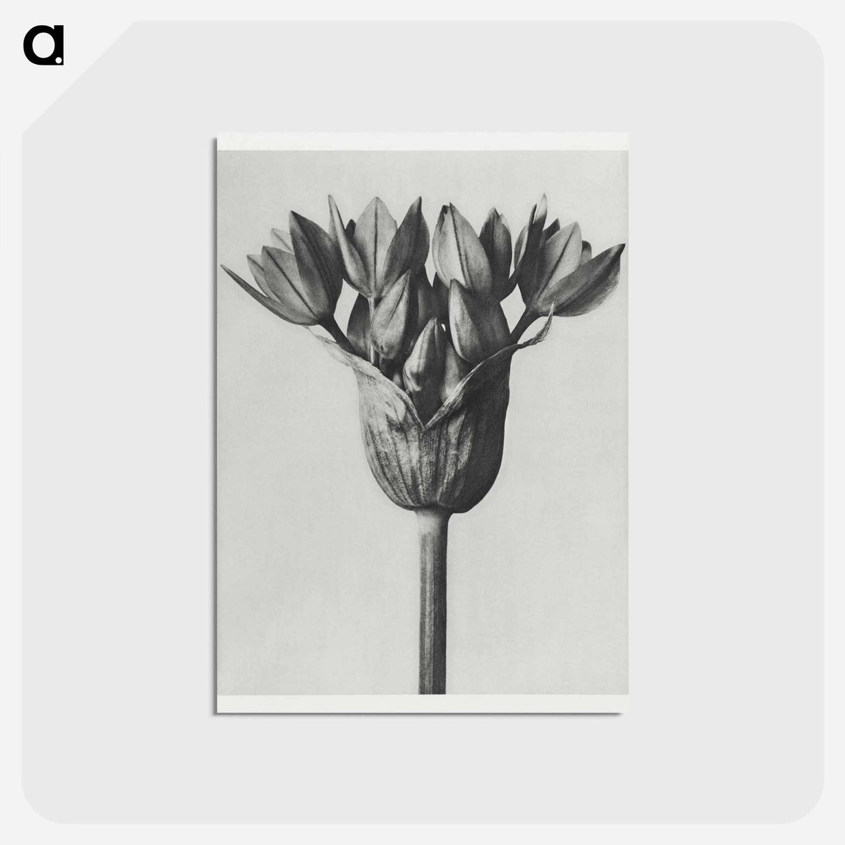 アートポストカード-Allium Ostroroskianum - カール ブロスフェルト Postcard.