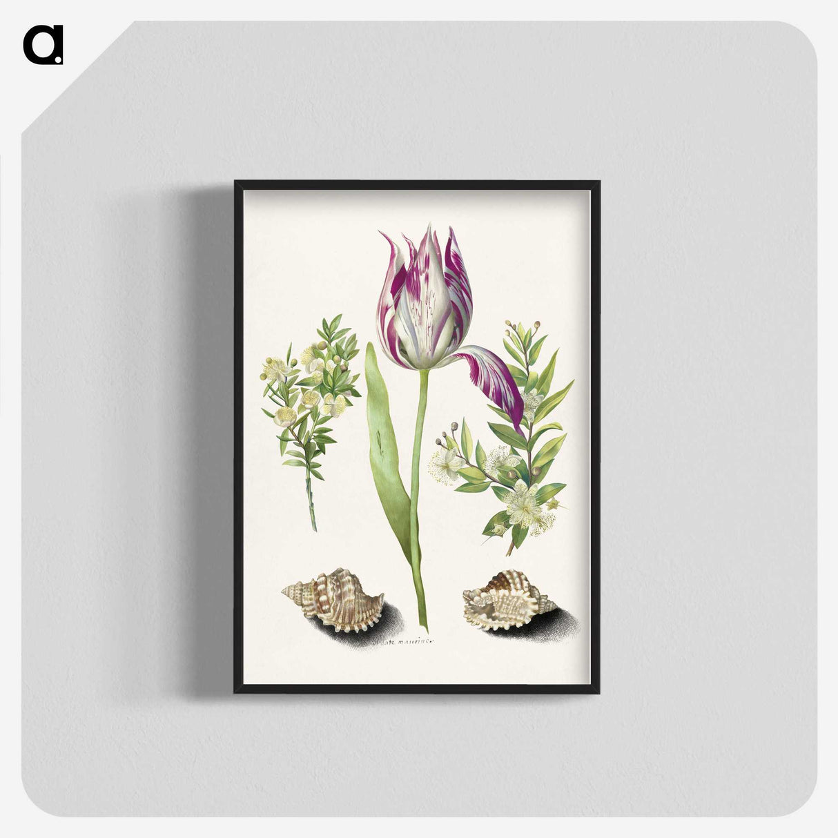 1-8_Maria-Sibylla-Merian_blk-crop