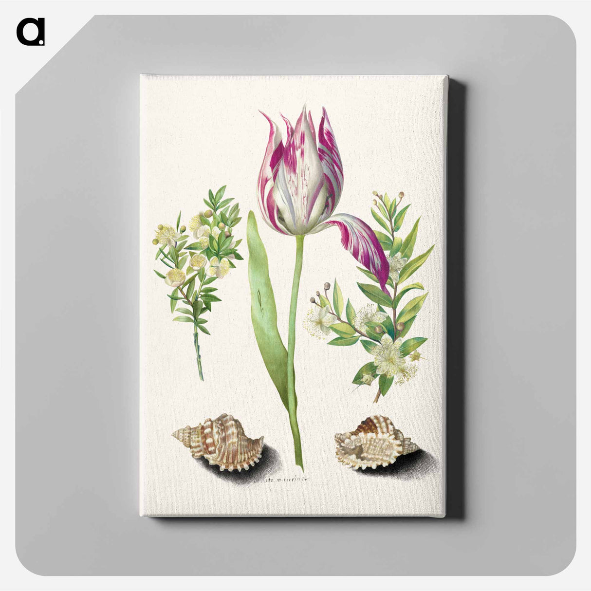 アートパネル-Tulip, Myrtle, and Shells
- マリア ジビーラ メーリアン Canvas.