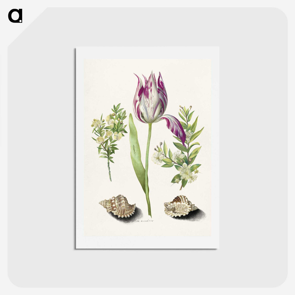 1-8_Maria-Sibylla-Merian_hagaki