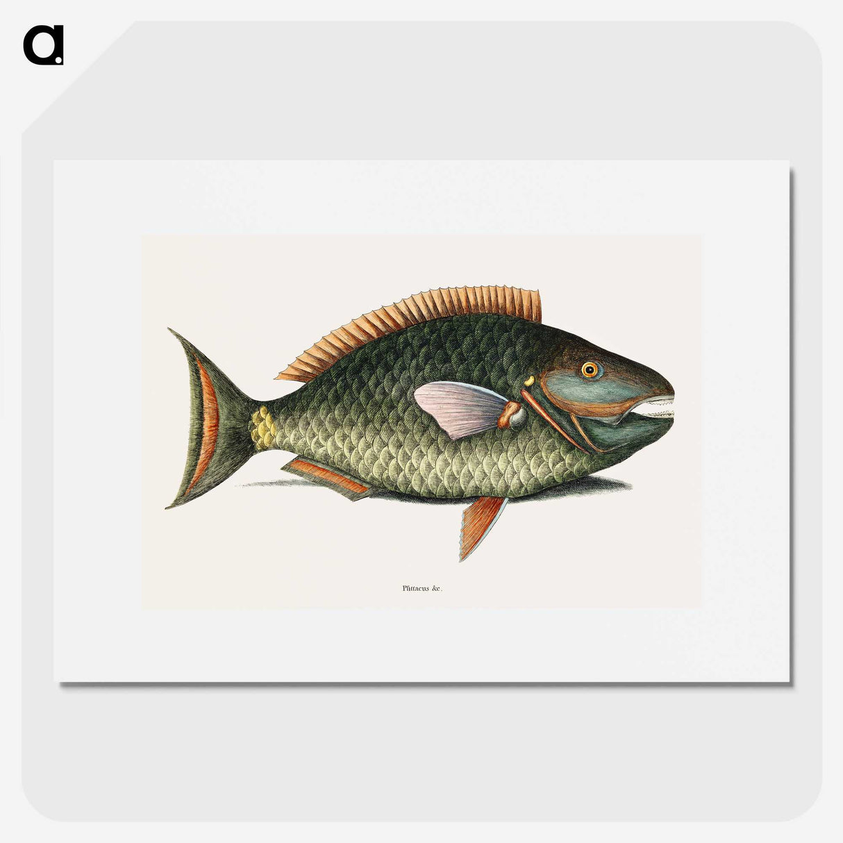 1-8_Mark-Catesby_picture