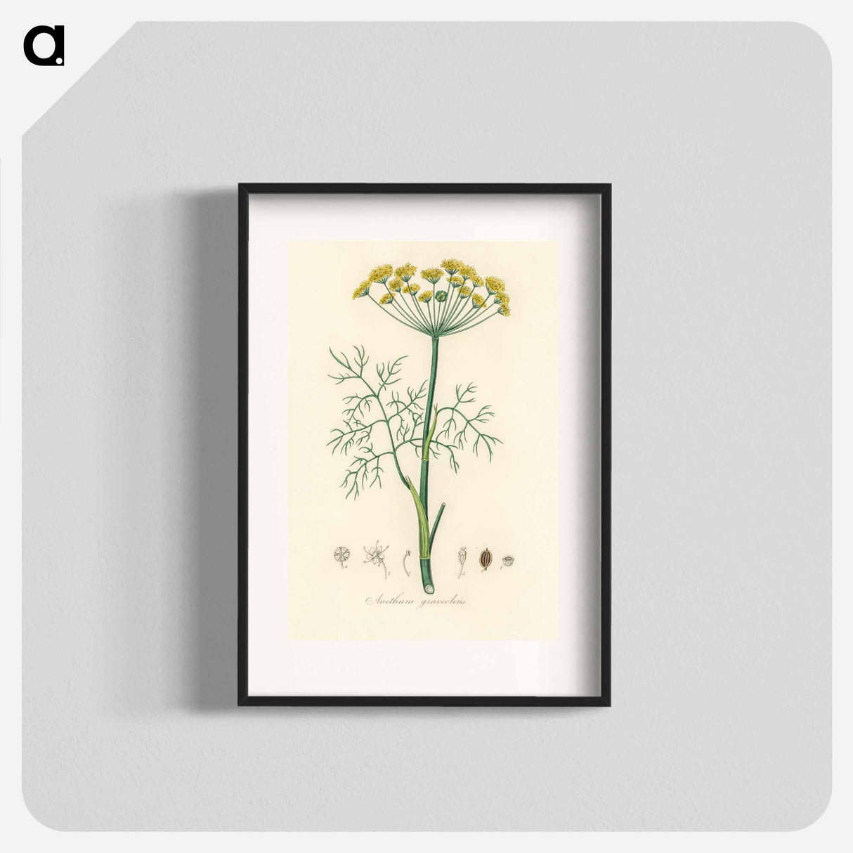 アートポスター-Anethum graveolens
- 薬用植物学 Poster.