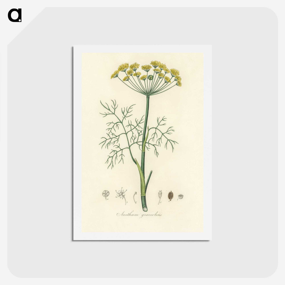 1-8_Medical-Botany_hagaki