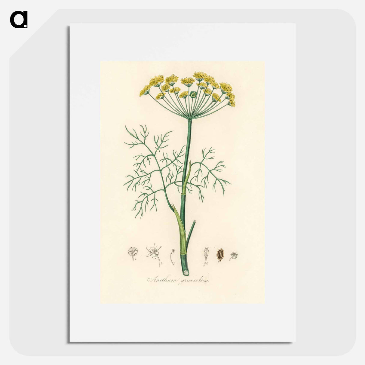 アートポスター-Anethum graveolens
- 薬用植物学 Poster.