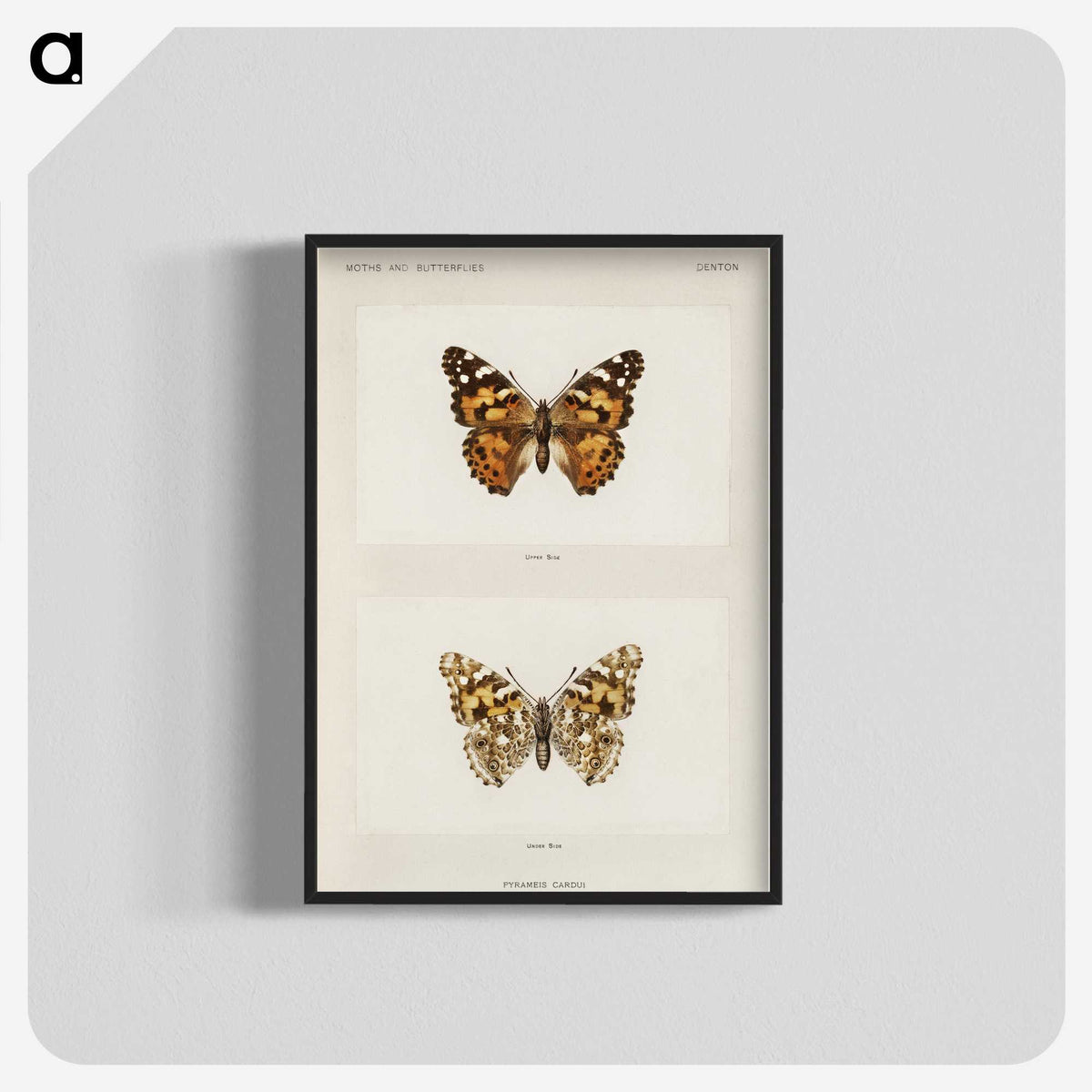 1-8_Moths-and-Butterflies-of-the-United-States_blk-crop