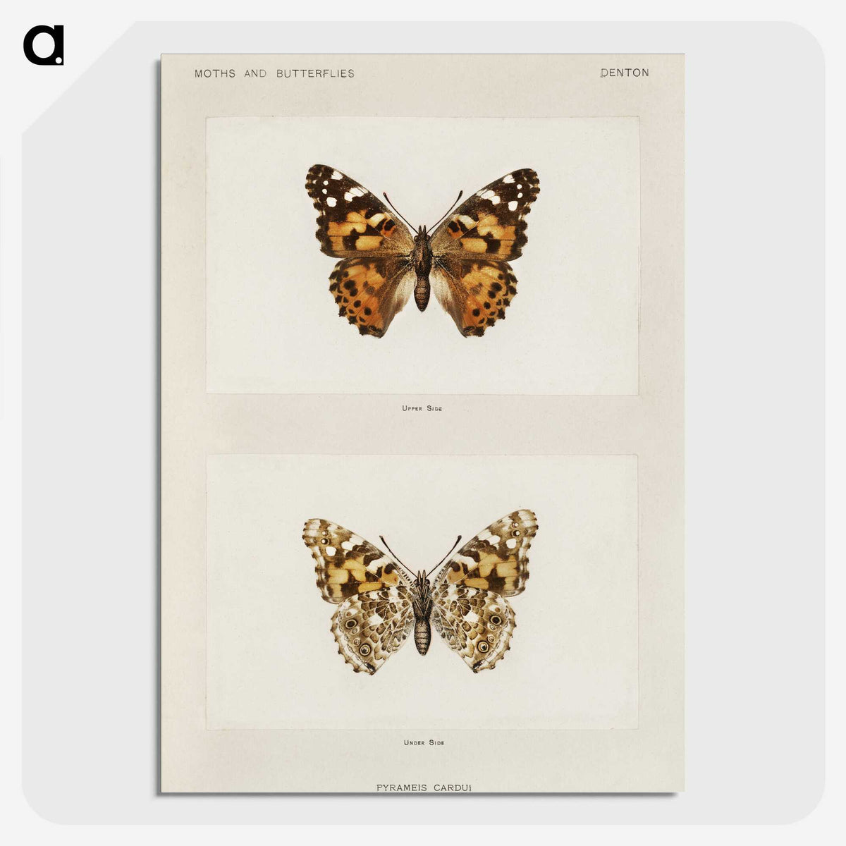 1-8_Moths-and-Butterflies-of-the-United-States_picture-crop