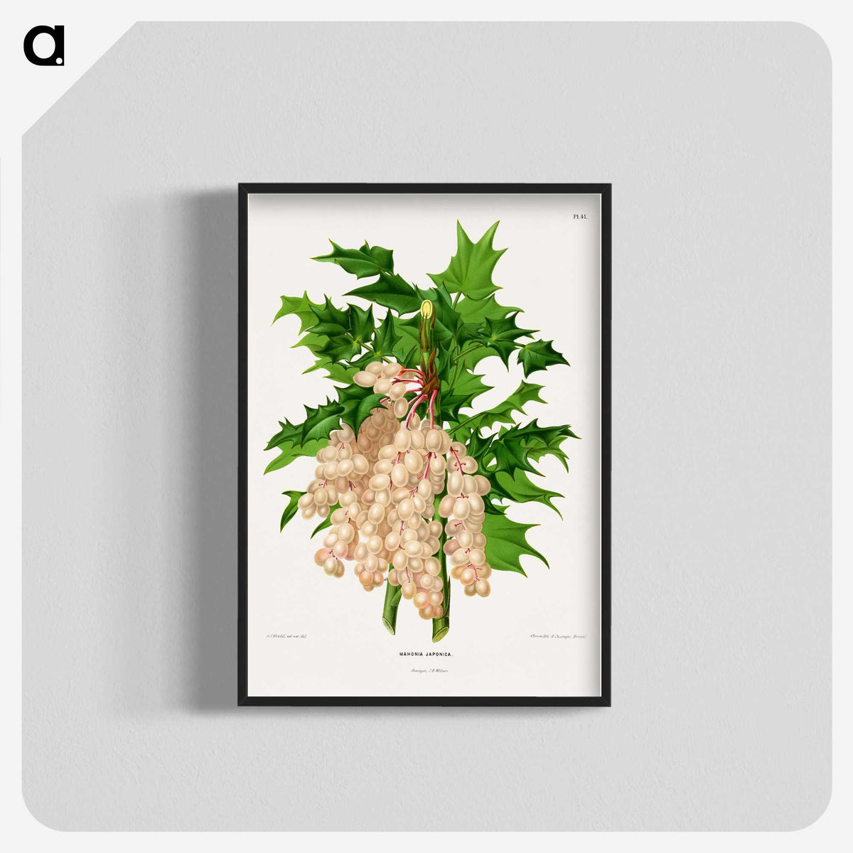 1-8_Nederlandsche-Flora-en-Pomona_blk-crop