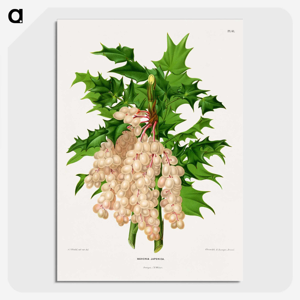 1-8_Nederlandsche-Flora-en-Pomona_picture-crop