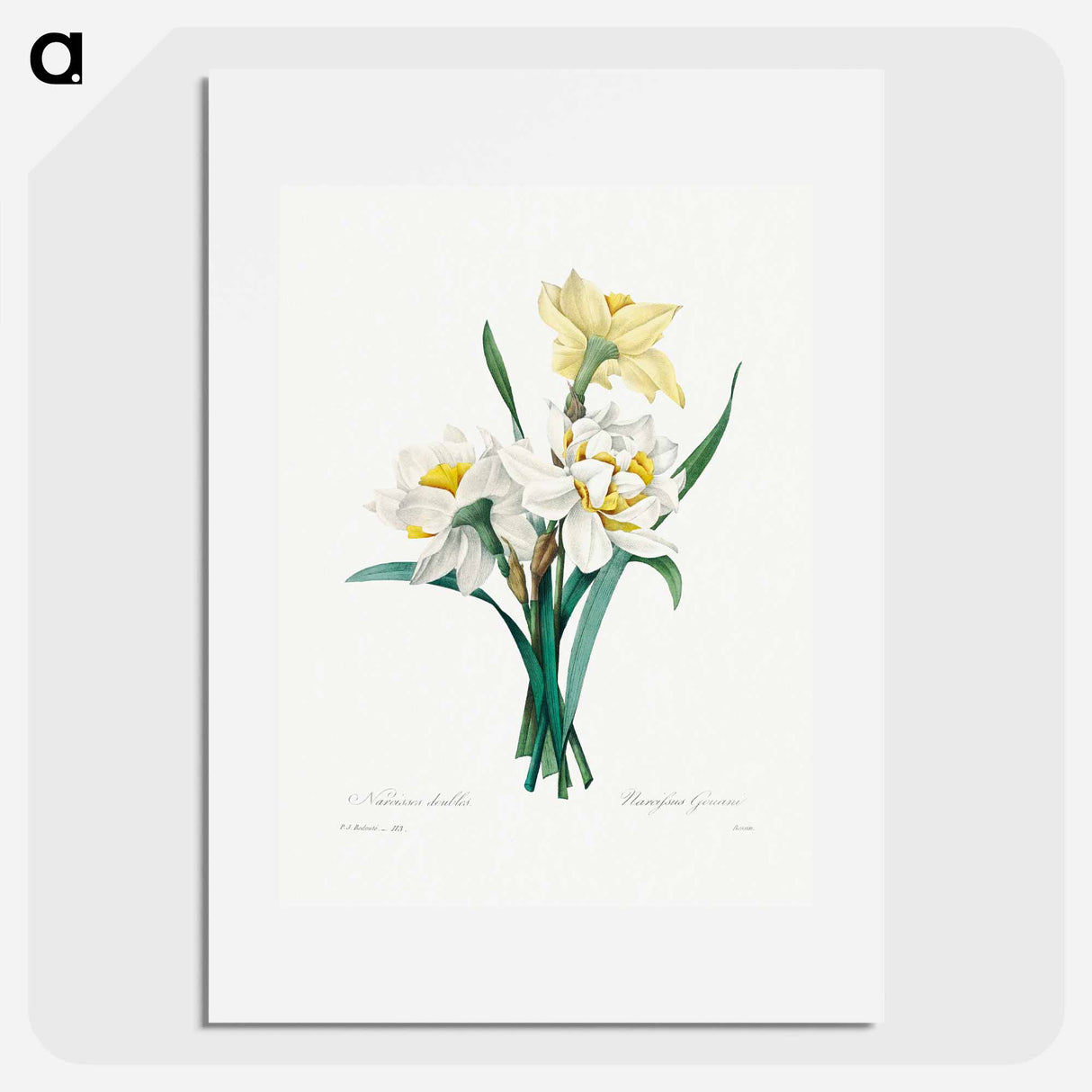 Double Daffodil - Pierre Joseph Redouté Poster.