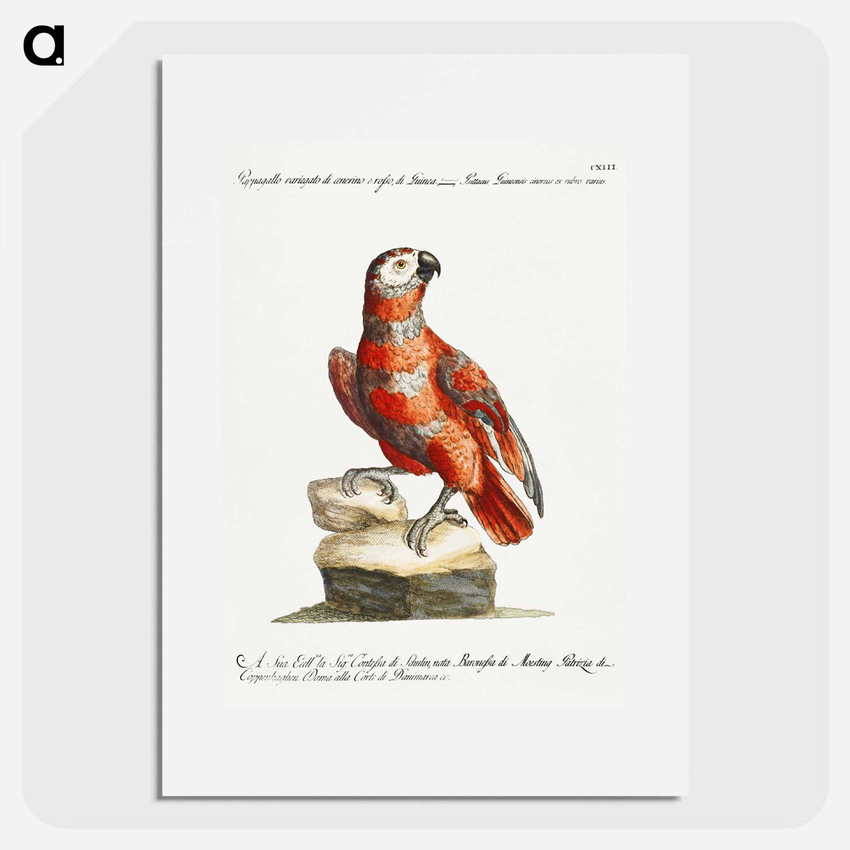 Parrot
- サヴェリオ マネッティ Poster.