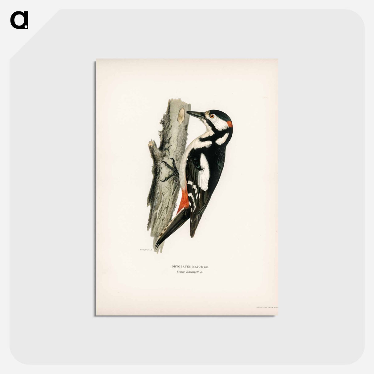 アートポストカード-Great Spotted Woodpecker
- スヴェンスカ フォグラル Postcard.