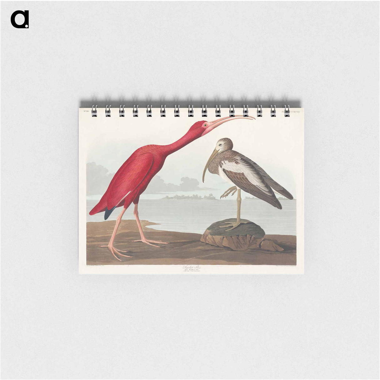 アートメモ帳-Scarlet Ibis from Birds of America
- アメリカの鳥たち Memo.