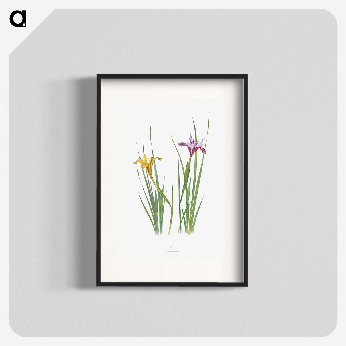 1-8_The-Genus-Iris_blk