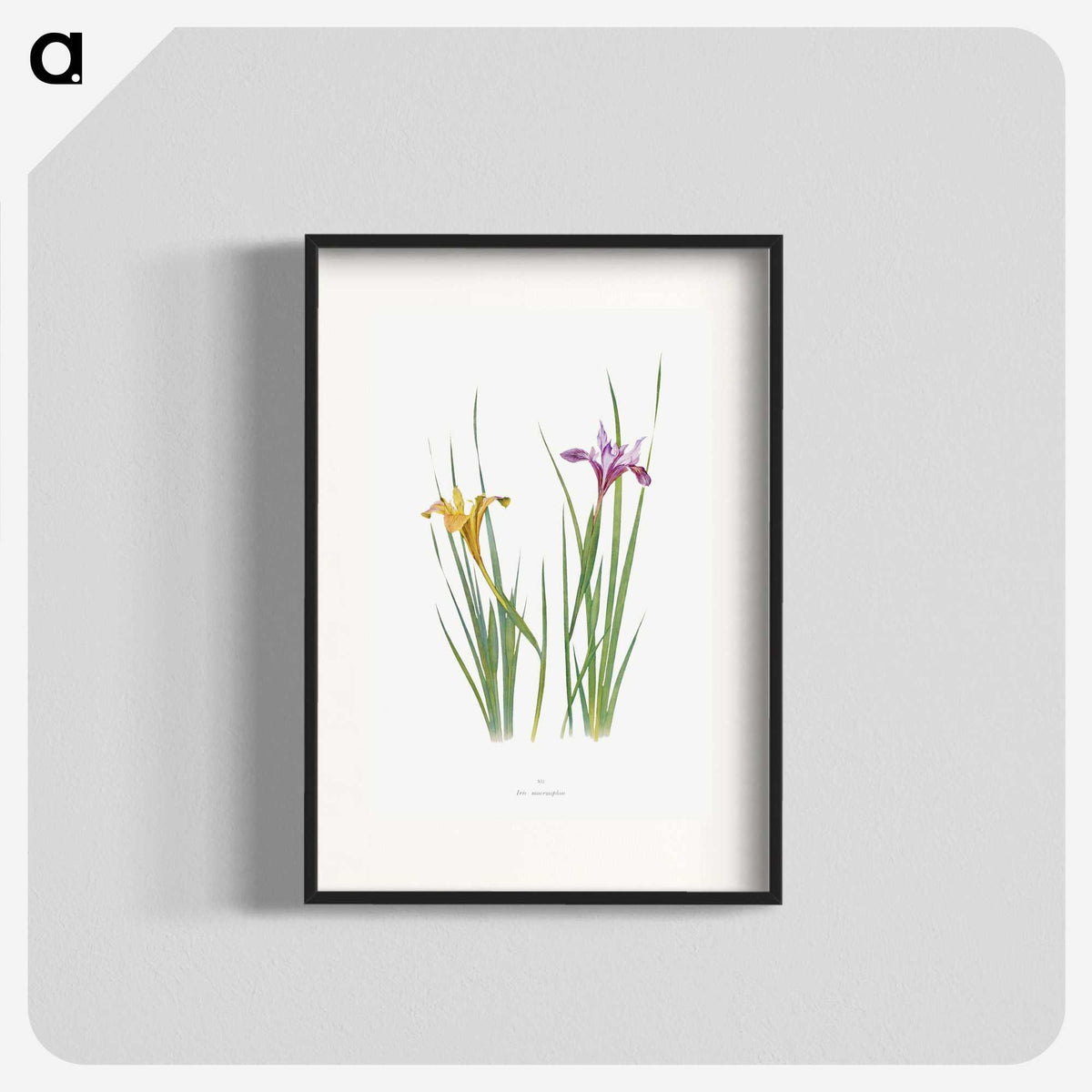1-8_The-Genus-Iris_blk