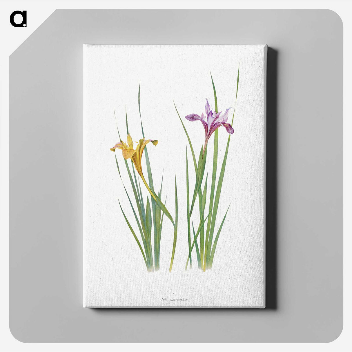 1-8_The-Genus-Iris_canvas