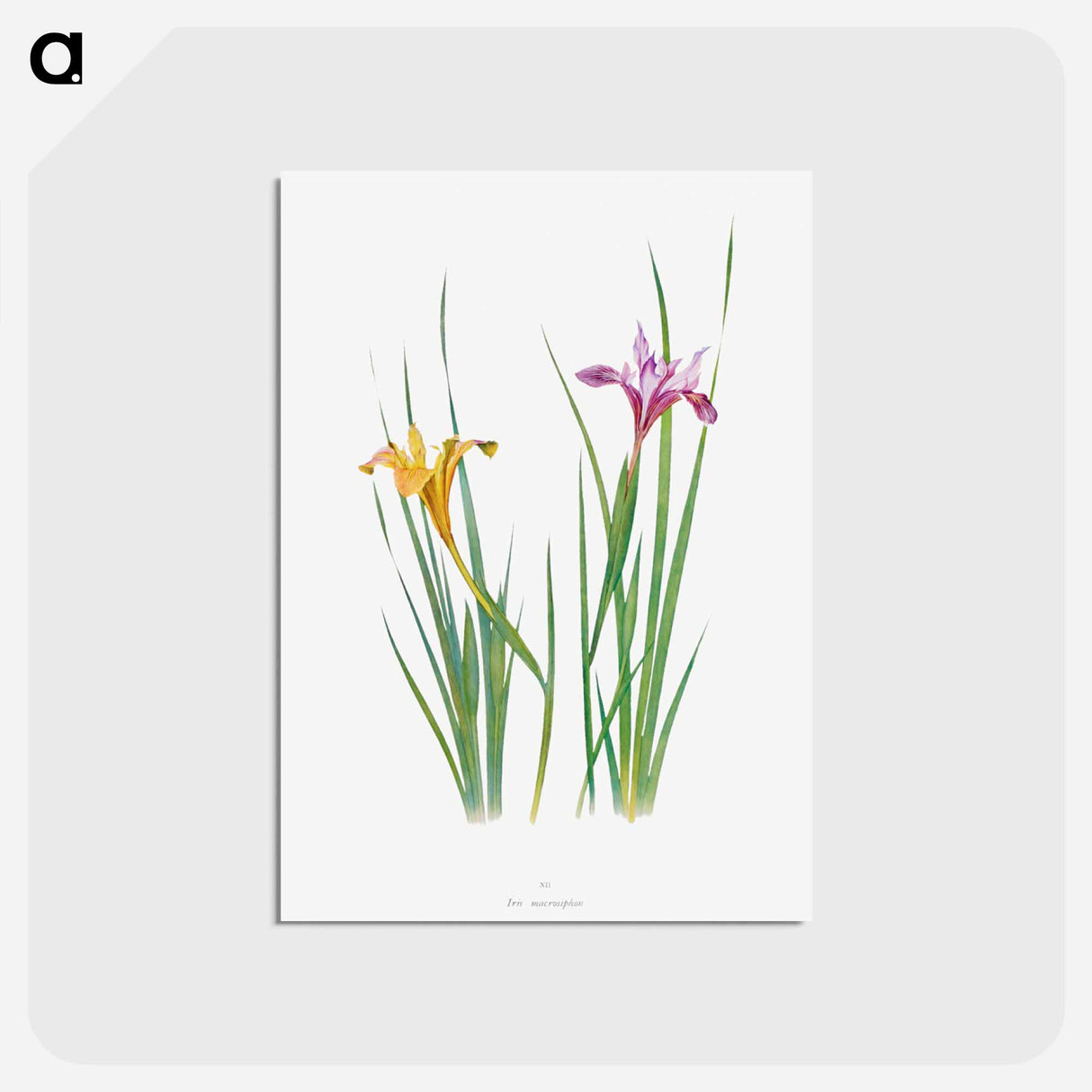 アートポストカード-Iris Macrosiphon The Genus Iris
- アヤメ属 Postcard.