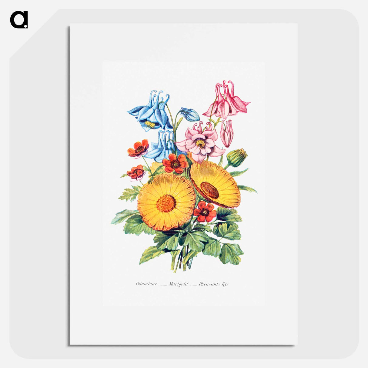 アートポスター-Columbine, Marigold and Pheasant's Eye from The Language of Flowers, or, Floral Emblems of Thoughts, Feelings, and Sentiments
- 花言葉 Poster.