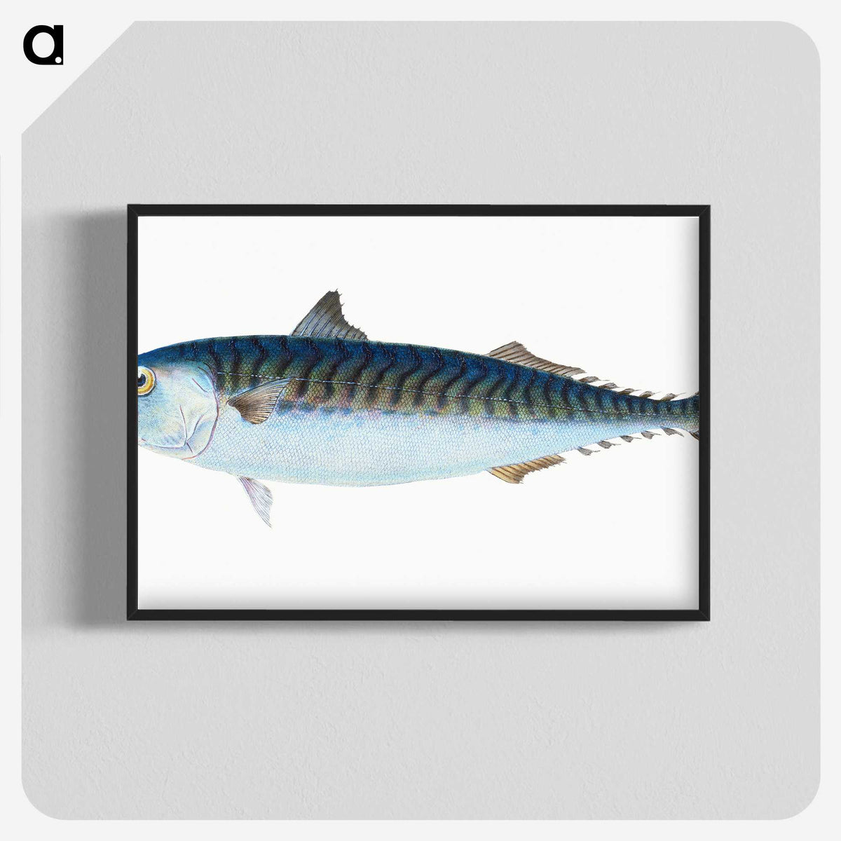 1-8_The-Natural-History-of-British-Fishes_blk-crop