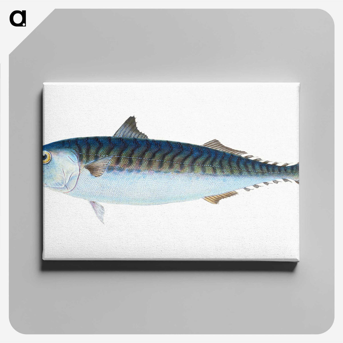 1-8_The-Natural-History-of-British-Fishes_canvas