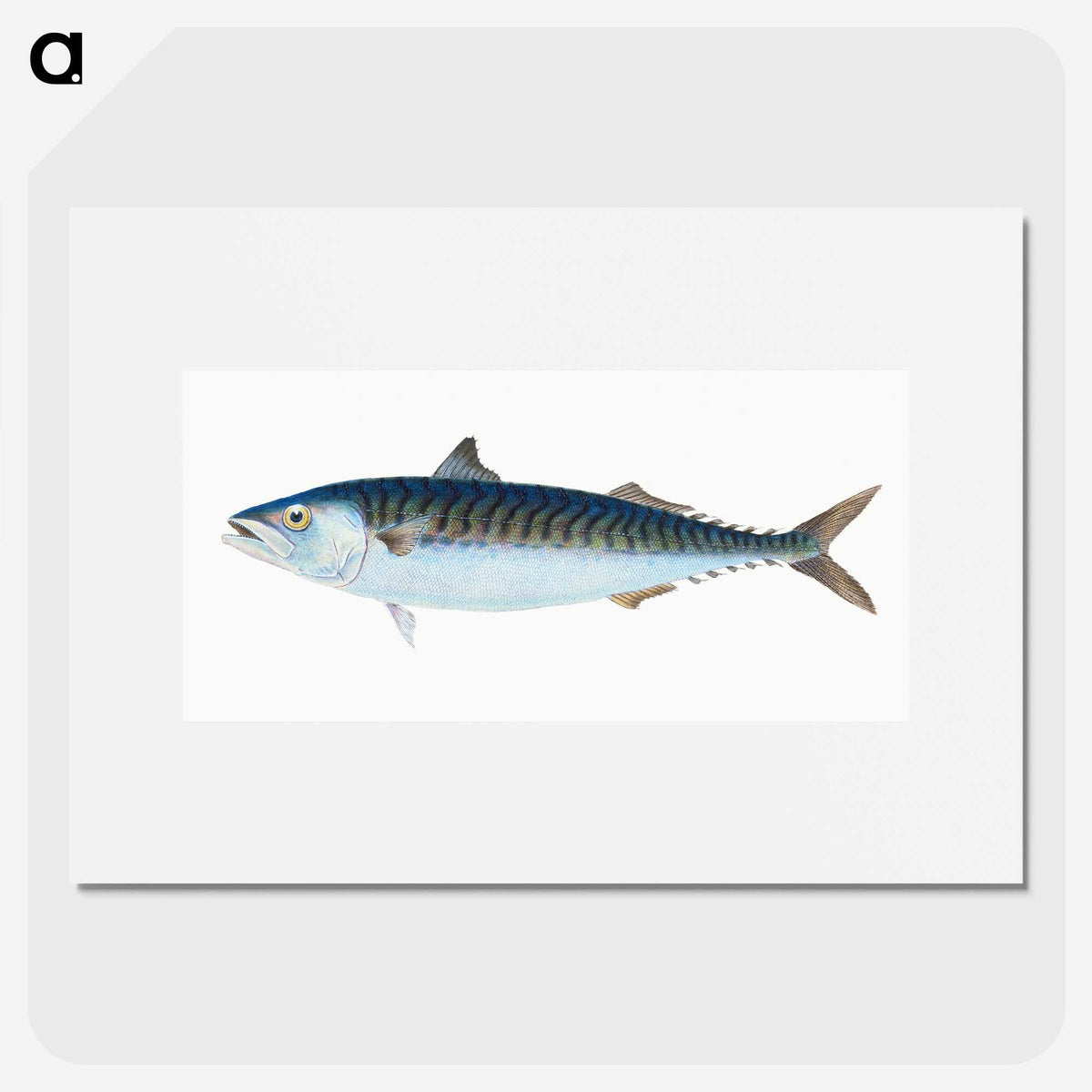 1-8_The-Natural-History-of-British-Fishes_picture