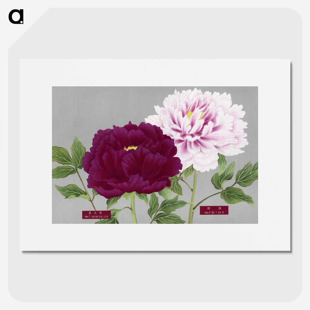 1-8_The-Picture-Book-of-Peonies_picture