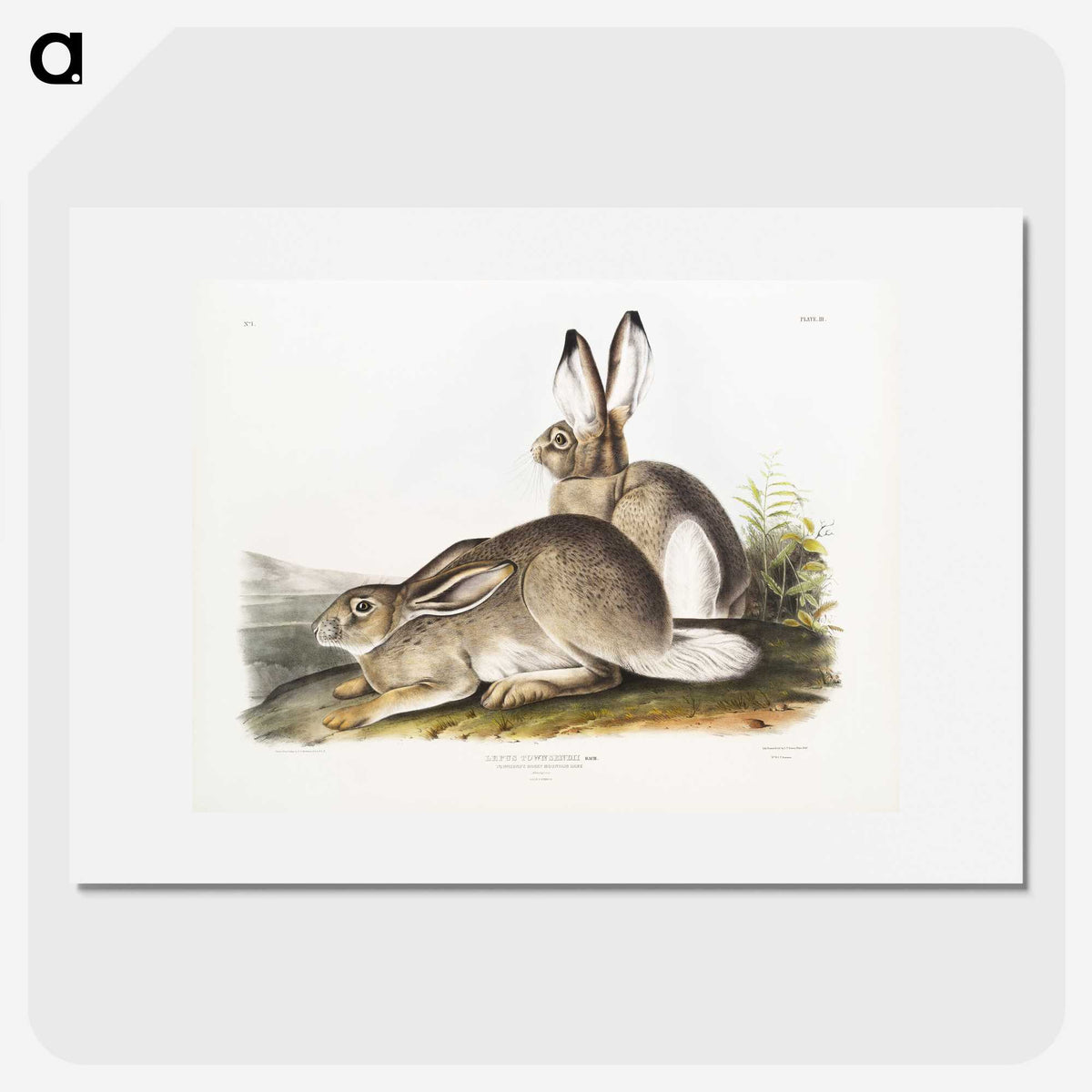 1-8_The-Viviparous-Quadrupeds_picture