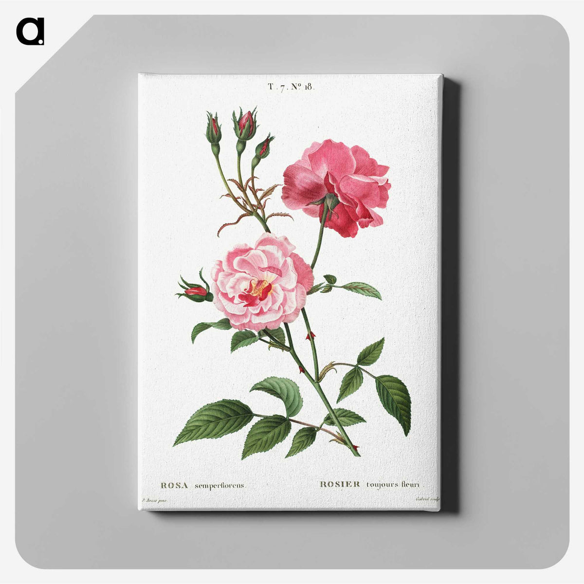 1-8_Treatise-on-Trees-and-Shrubs_canvas