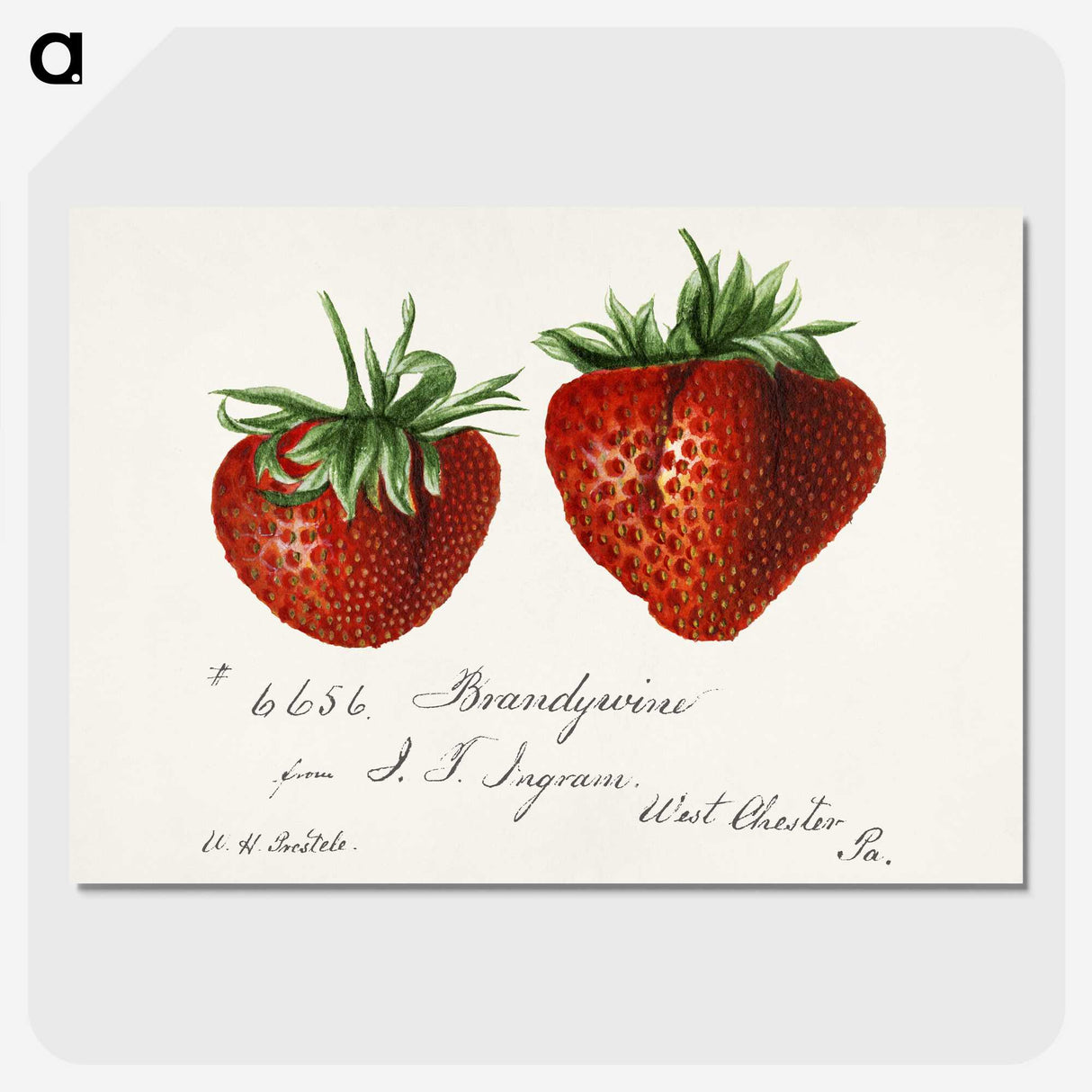 1-8_USDA-Watercolor-Fruit-Painting-Collection_picture-crop