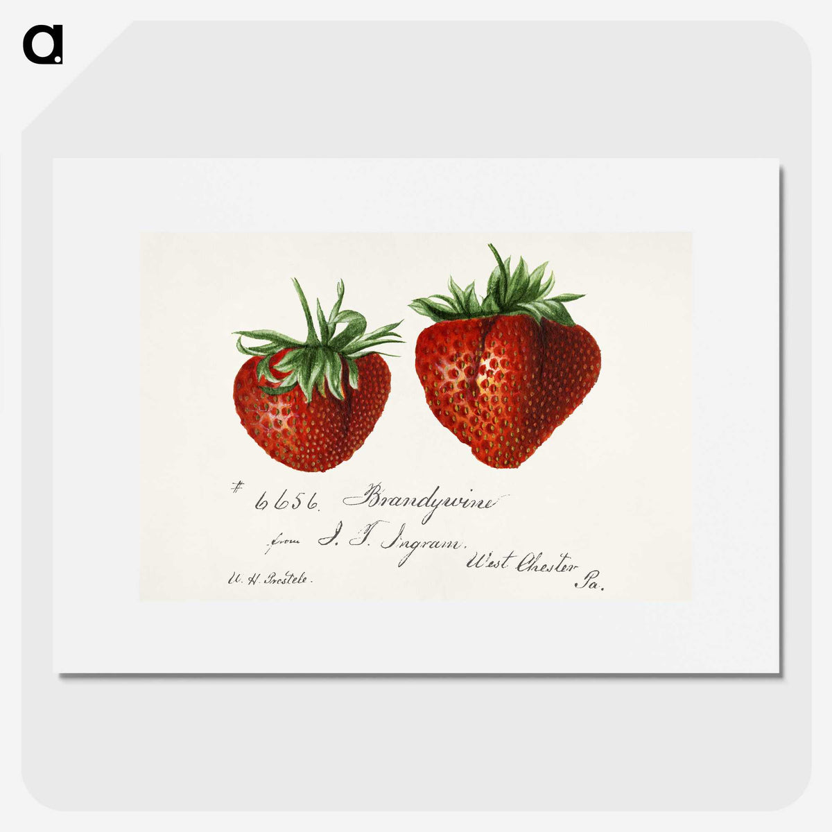1-8_USDA-Watercolor-Fruit-Painting-Collection_picture
