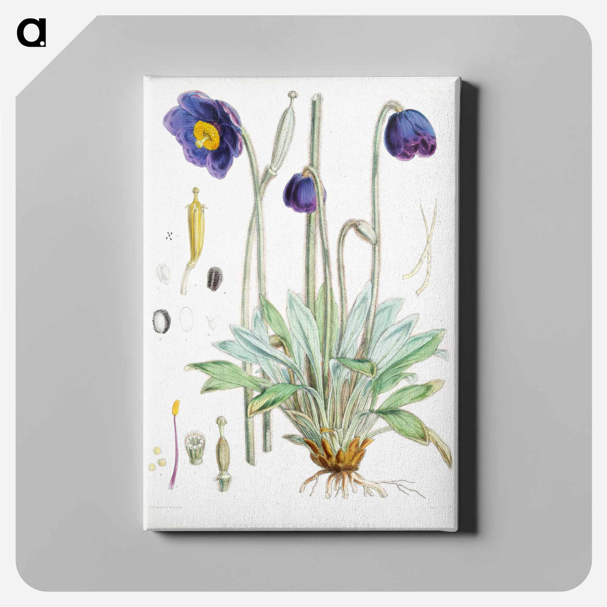 アートパネル-Blue Poppy - ウォルター フッド フィッチ Canvas.