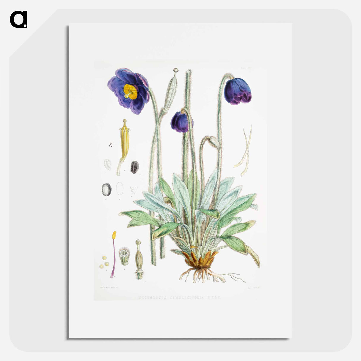 アートポスター-Blue Poppy - ウォルター フッド フィッチ Poster.