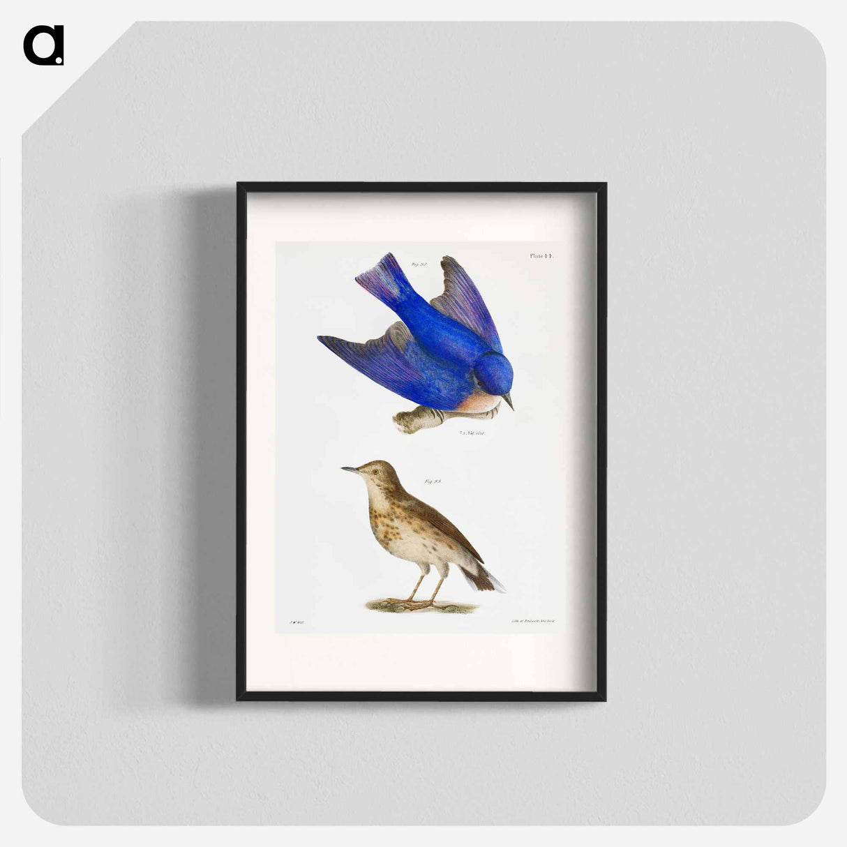 The Bluebird - ニューヨークの動物学 Poster.