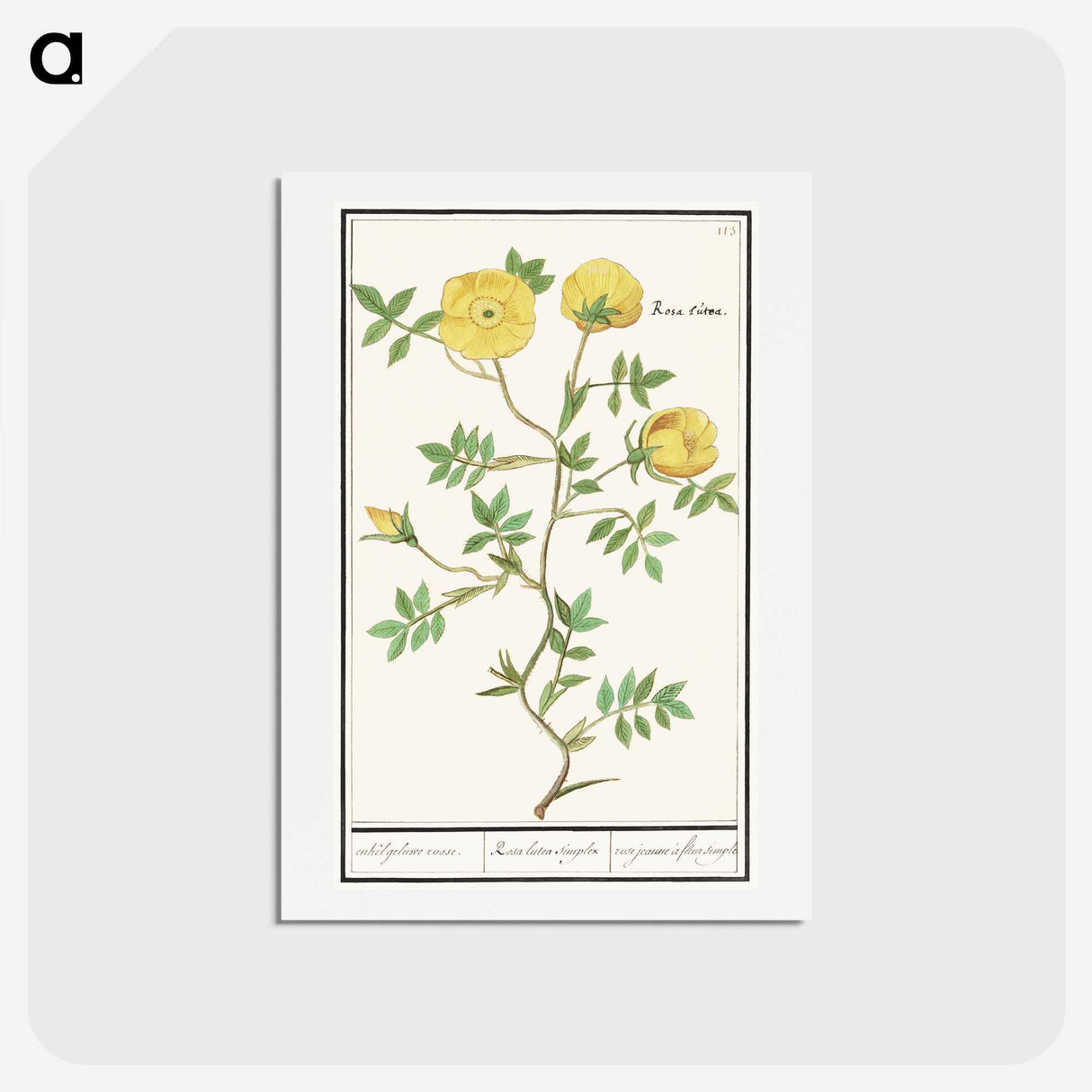 1-90_Anselmus-Boetius-de-Boodt_hagaki