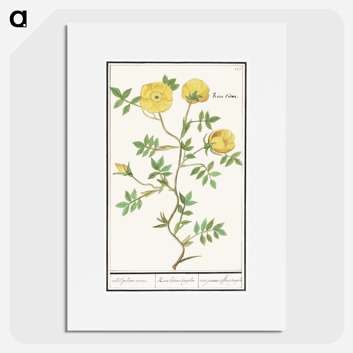 1-90_Anselmus-Boetius-de-Boodt_picture