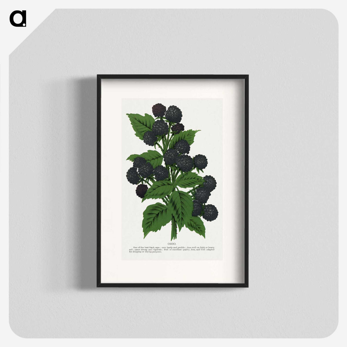 1-90_Botanical-Specimen-Plates_blk