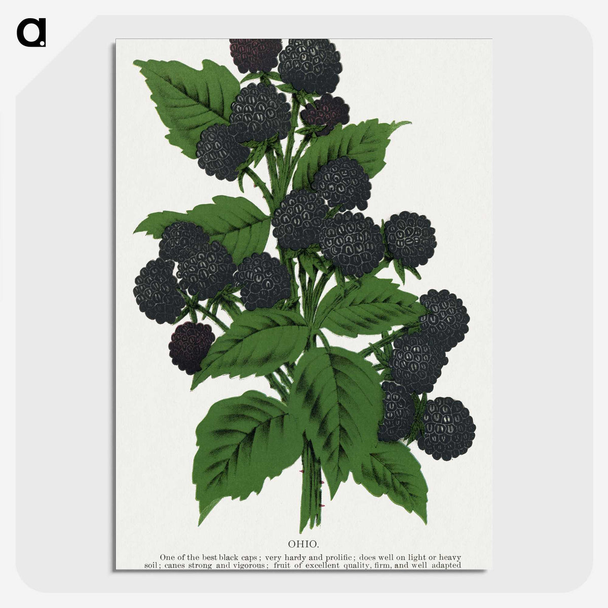 1-90_Botanical-Specimen-Plates_picture-crop