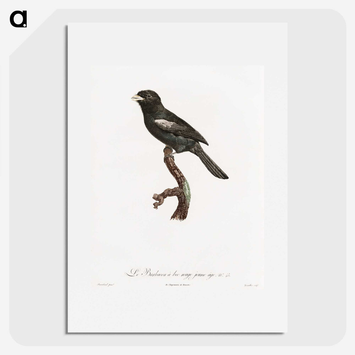 1-90_Des-Oiseaux-de-Paradis_picture