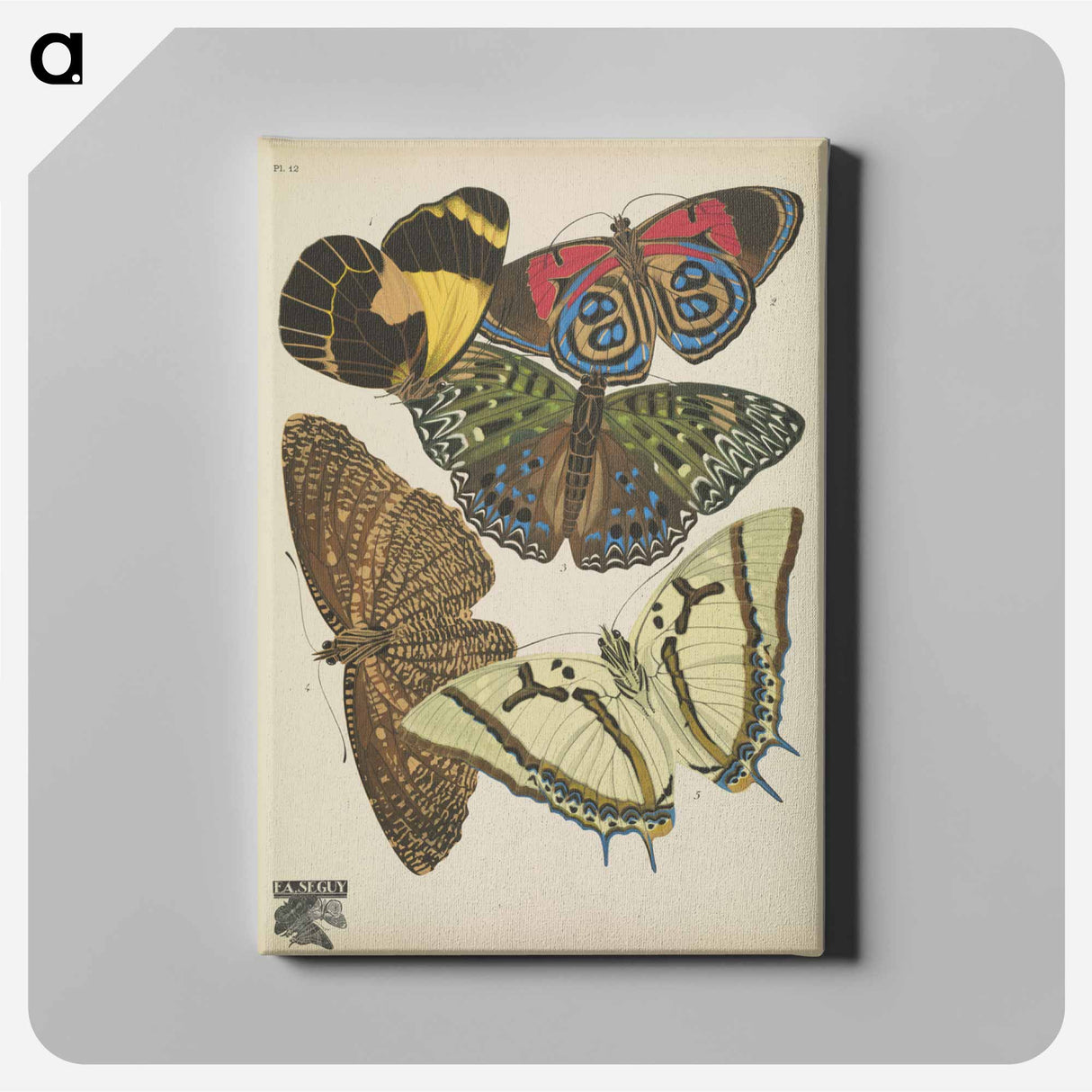 E.A. Séguy's vintage butterflies insect illustration - E.A.セギー Canvas.