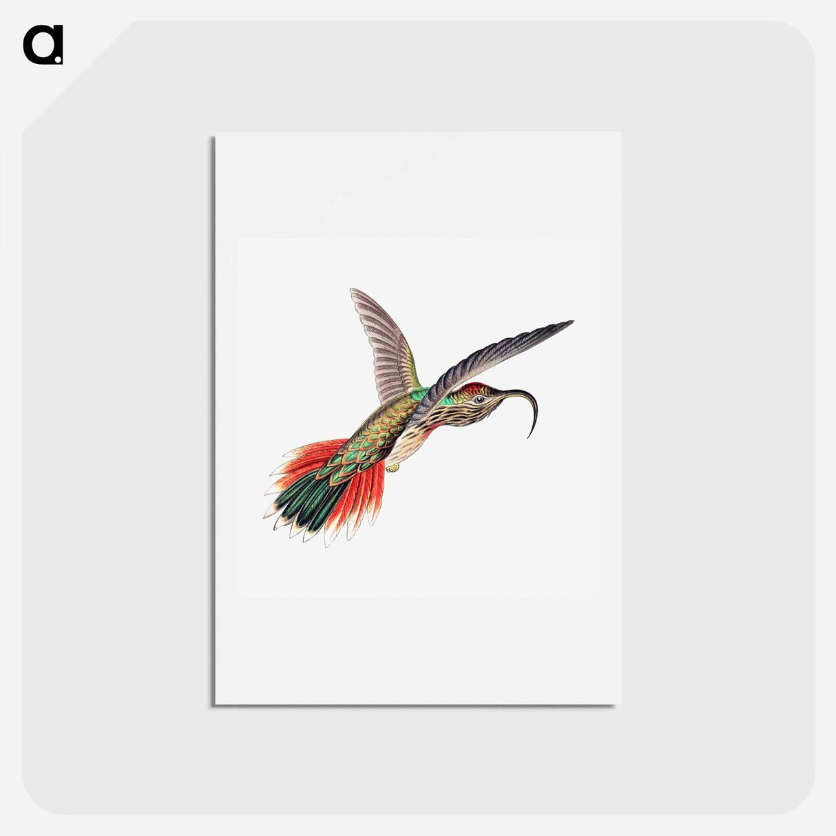 アートポストカード-Colorful vintage hummingbird illustration - エルンスト ヘッケル Postcard.