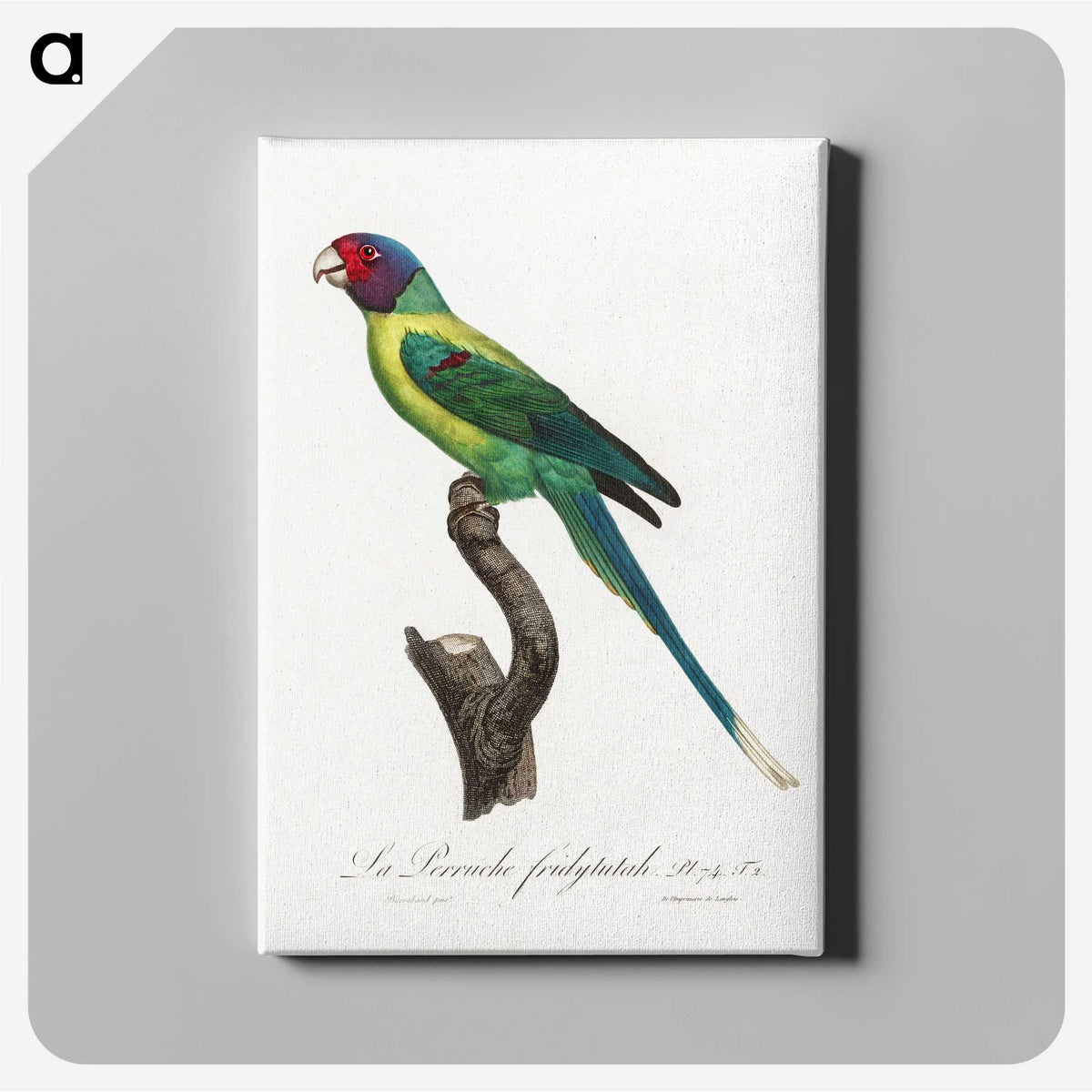 1-90_Francois-Levaillant_canvas